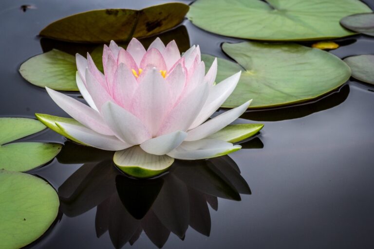 Les avantages de la formation en ligne en Reiki